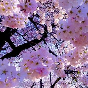 Meet your Posher, Svetlana